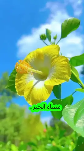 #دعاء #اللهم #ادم #علينا #وعلى #من #نحب #راحة #البال #وصحة #الحال #وصلاح #الاعمال #اللهم #امين #يارب #العالمين #🤲 #مساء_الخير #❤️ 