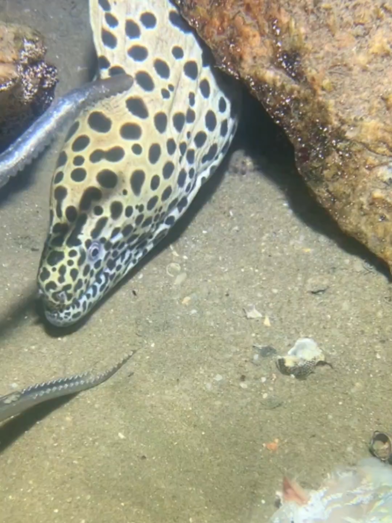 #diving #crab #catchthesea #seaside #seafood #fish #eel #lobster #seangsolofishing 