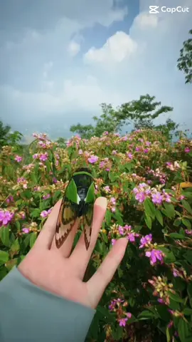 Anh đã hứa với em rằng , chờ sớm mai sim nở hoa , từng giọt nắng ấm áp chiếu sáng khung trời , nhuộm màu áo cưới đôi ta sánh bước duyên nồng …