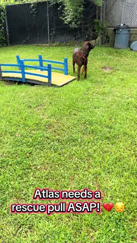 Atlas needs a rescue pull. He is so sweet. He only has until 5pm today!! Please share and send to rescues. Have rescues reach out to Columbia Animal Services. 803-776-7387 #ShelterDogs #AnimalShelterLife #RescueDogsRock #CertifiedDogTrainer 
