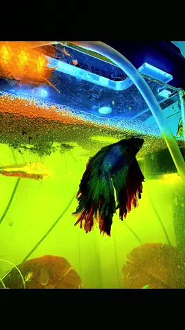 Betta spawning. #bubblenest #bettaspawning #bettaeggs #bettafish #bettabreeder #bettatok #betta #bettaembrace 
