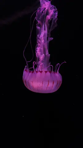 Lonely ( Chrysaora colorata ) 🪼#ocean #peaceful #jellyfishlamp #viral_video #marinebiology #marinelife #aquarium #paris #fyp #pourtoii #meduse #jellyfish #japan #medusa 