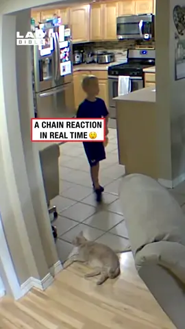 0-100 real quick 🤣 (🎥: Collab) #ladbible #funnyvideos😂 #animals #fails #omg #dominoeffect #reaction