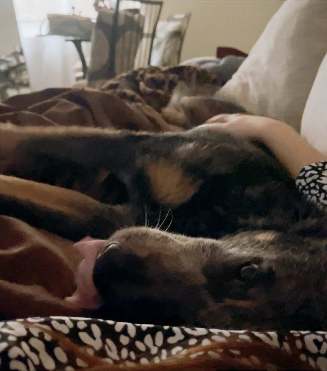 Sweet cuddles during the storm 🙂‍↕️💞