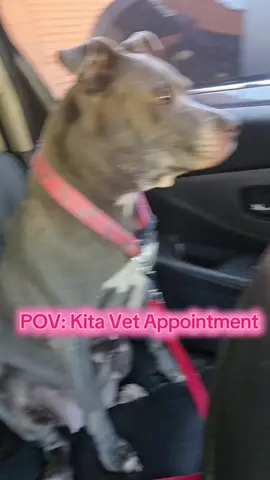 I'm glad my baby is healthy #pets #PetsOfTikTok #fyp #fyu #dogmom #dogslover #dogsoftiktok #pittiesoftiktok #dogs #pitbull 