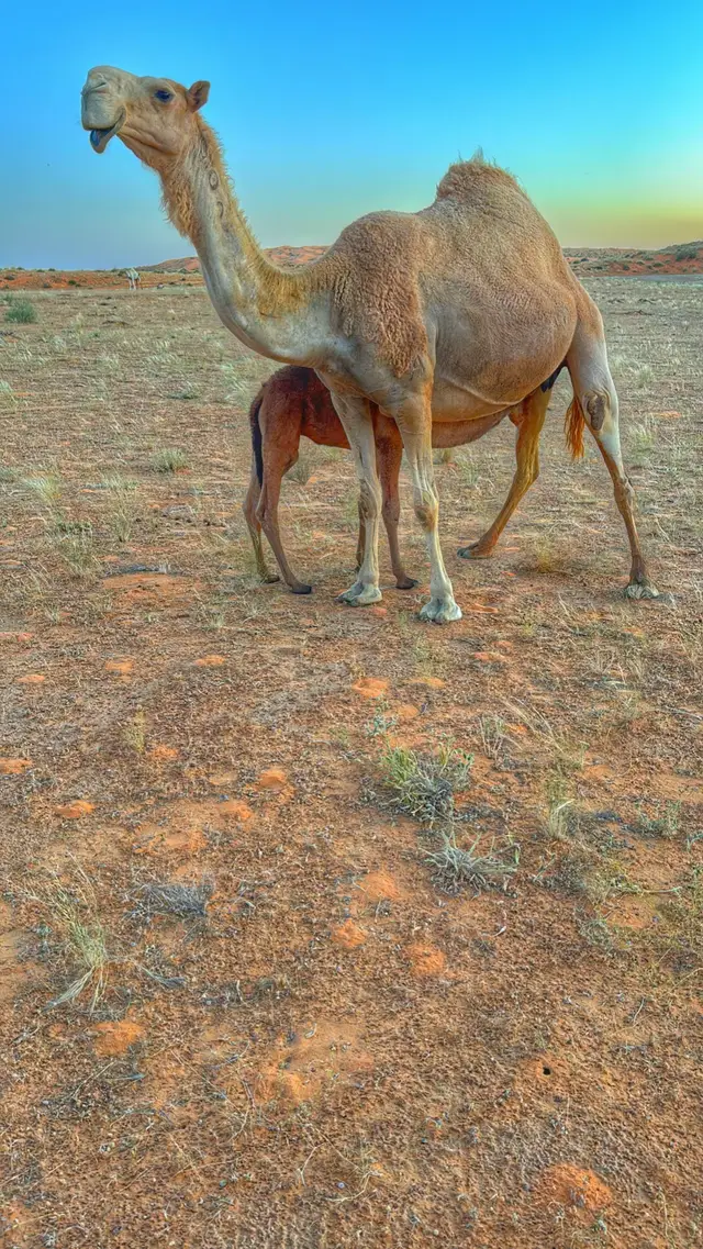#الابل_عطايا_الله #نوادر_ابو_شاهر #تصويري📸 #حايل 