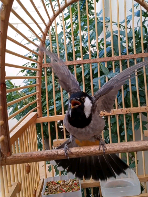 تغريد بلبل فحل مندلاوي ولا غلطة بهذا العمر لقنتة  #بلبل_تمر_أليف  #بلبل_عراقي_ابيض_الخدين  #بلابل_العراق_الحبيب  #بلابل  #بلابل_طفرات  #اجمل_عبارة_راح_ثبتها📌  #اجمل_بلبل  #بلبل_عراقي  #بلابل_ديالى_العراق  #محميه_بلابل 