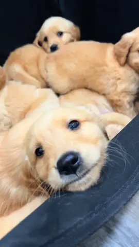 First vet visit today 🫶🏼 #golden #goldenretriever #goldenretrieverlife #goldenretrieverpuppy #puppy #dogs #pets #family #Love #dogsoftiktok 
