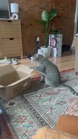 when his brother chip is busy,  this is what louie gets up to #catsoftiktok #cattok #brothers #tabbycatsoftiktok #catmom #catlover 