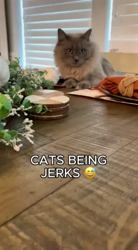 Why are they such jerks sometimes?!? 😅😅😅 #cat #funnycat #animalsbeingjerks #catsoftiktok #cats 