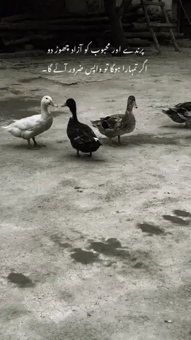 🫶🏻🦢#foryou #fyp 