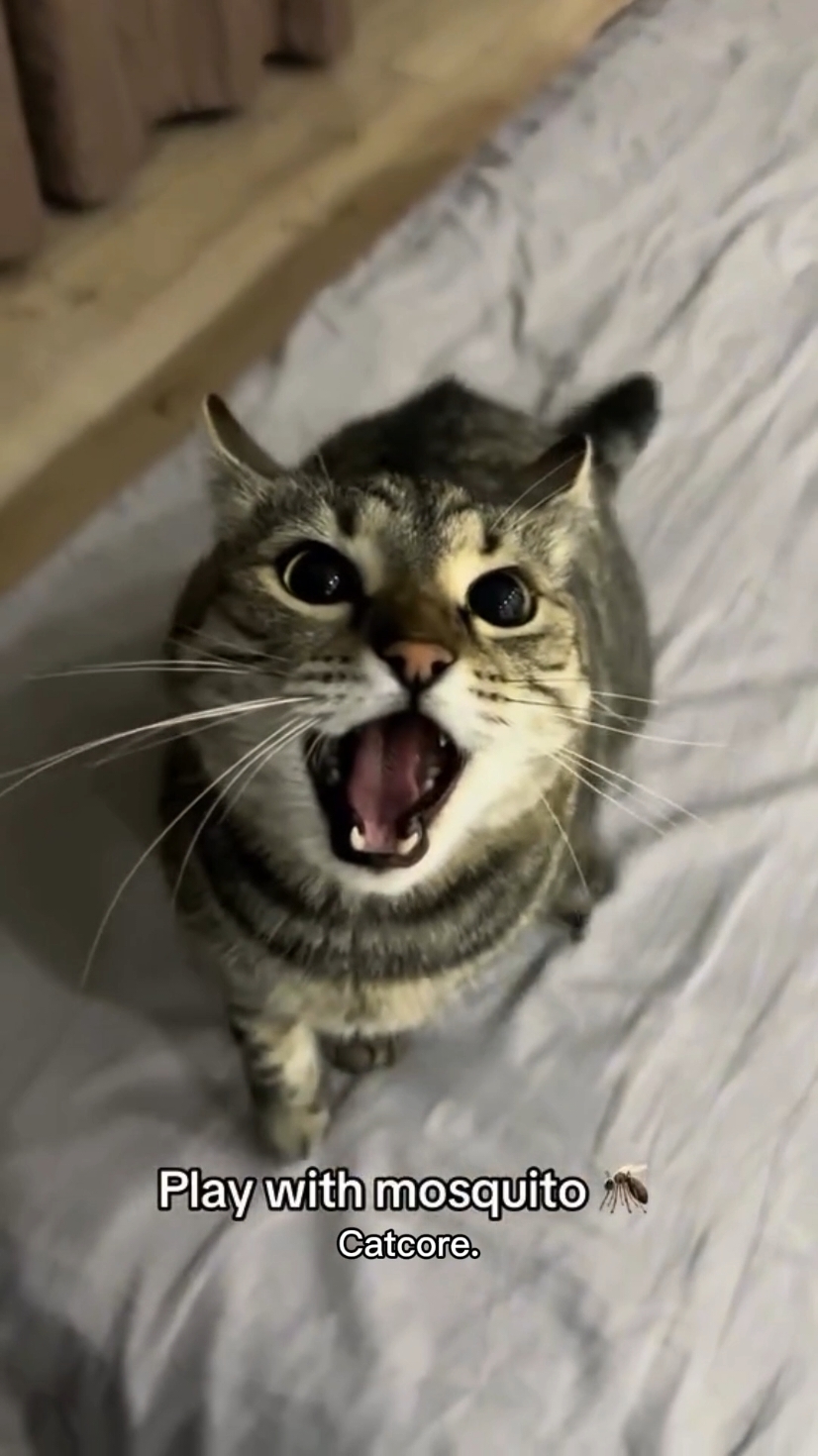 Cat can open door 2.0 🤣🤣 #catsoftiktok #cats #funnycat #fyp #cutecat 