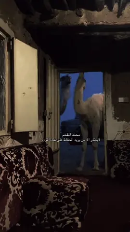 #محمد المقحم 