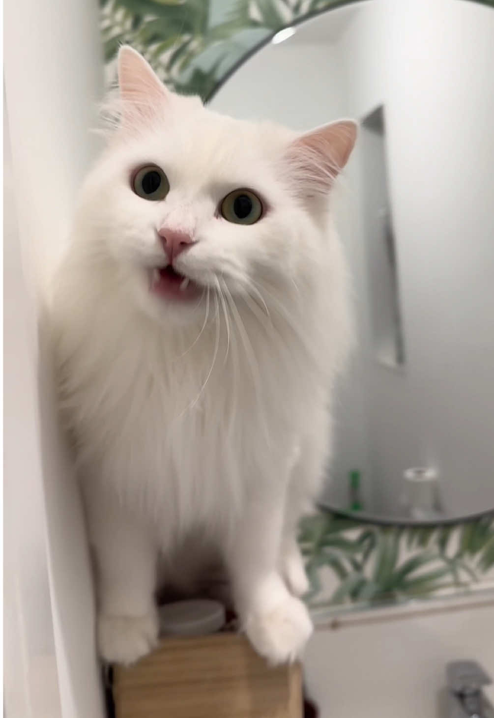 Not sure what it is with cats and bathrooms but these guys are OBSESSED 😂🛀 #catsoftiktok #catlife #deafcat #cute #funnyvideo #scream #siberian #fyp 