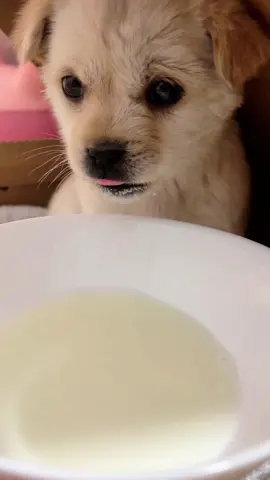 🥛 and 🐾 #dog #puppy #pet 