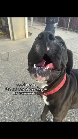 Please be appropriate #dogsoftiktok 