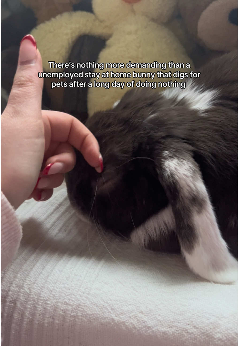 He demands in digs and yes I know this is a taught thing and I have failed giving in as he is a spoiled boy. ##petbunny##bunnytok##indoorrabbit##bunny