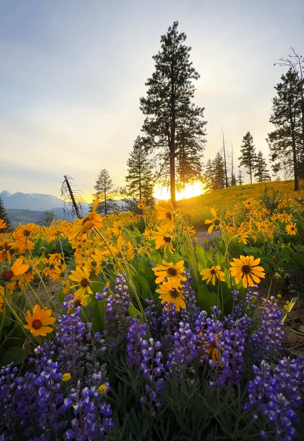Spring flowers in Washington state ✨ #naturevibes #springflowers 