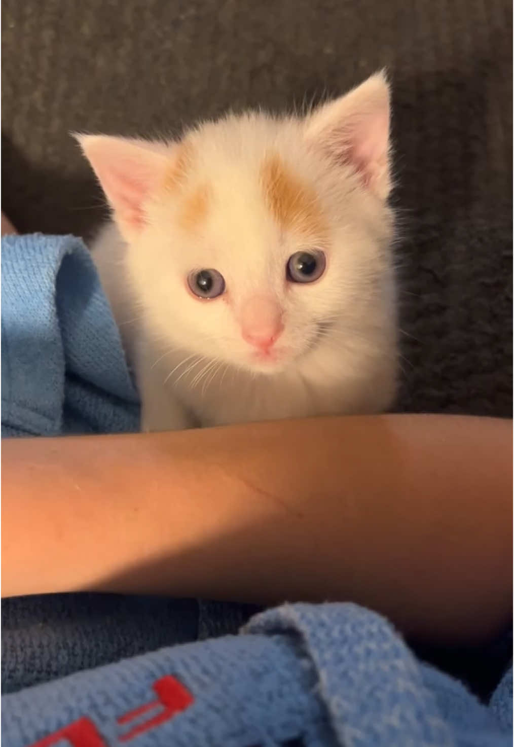 my pretty little baby #babykitty #trending #catsoftiktok #foryoupage 