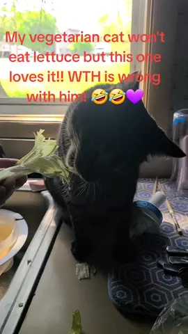 Lettuce, really? Is this even good for cats? 🤣🤣💜
