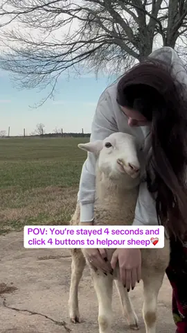 Can you leave a comment, like and share it to support our sheep..❤️ #sheep #foundation #stray #slippers #help 
