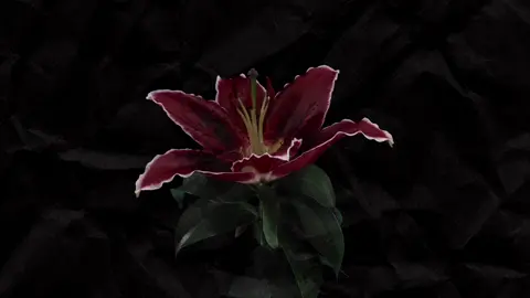 Videoclub - En nuit #foryou #fyp #worckst★rz #xybca #lyrics_songs #Lyrics #videoclub #song #edit #flowers #Love 