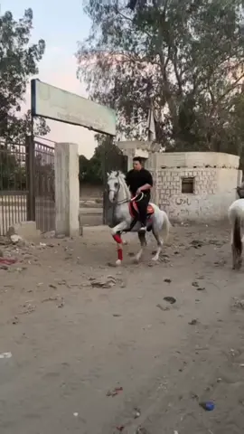 #اسطبل #خيل #ابوالشباب #لتعليم_وركوب #الخيل #في #نزله_السمان #اخر #شارع #الورد #اسطبل #ابوالشباب #خيل_وخياله #الحصان #غزال #الغلابه #خيل_وخياله🐎🖤ماشاءالله_اللهم_بارك🧿♥️ 