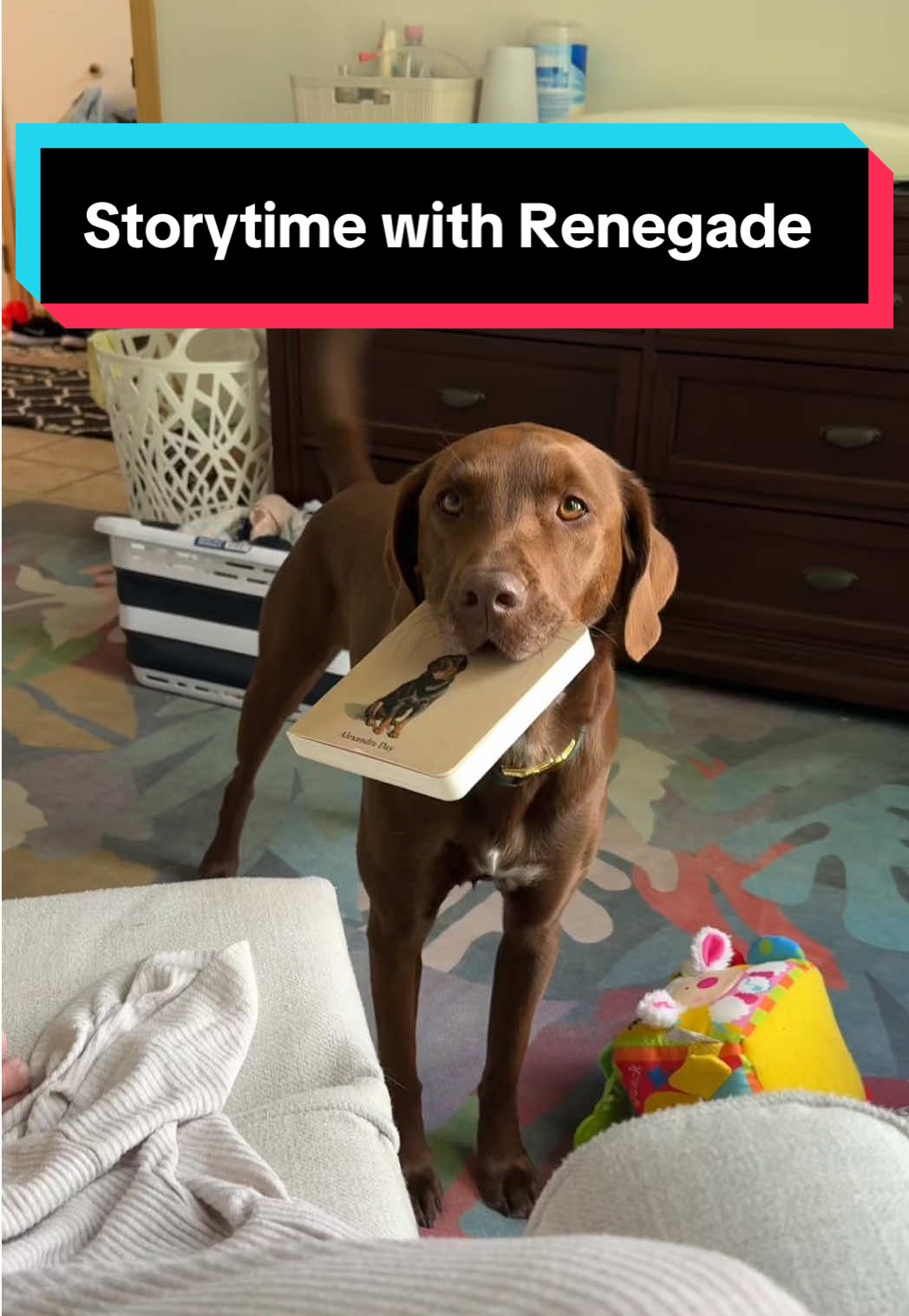 She didn’t seem to mind that I had to make this one up 🤣🥰 #gooddog #gooddogcarl #newmom #dogmom #dogandbaby #reading #breastfeeding #storytime #labrador #dogbringsbooks 