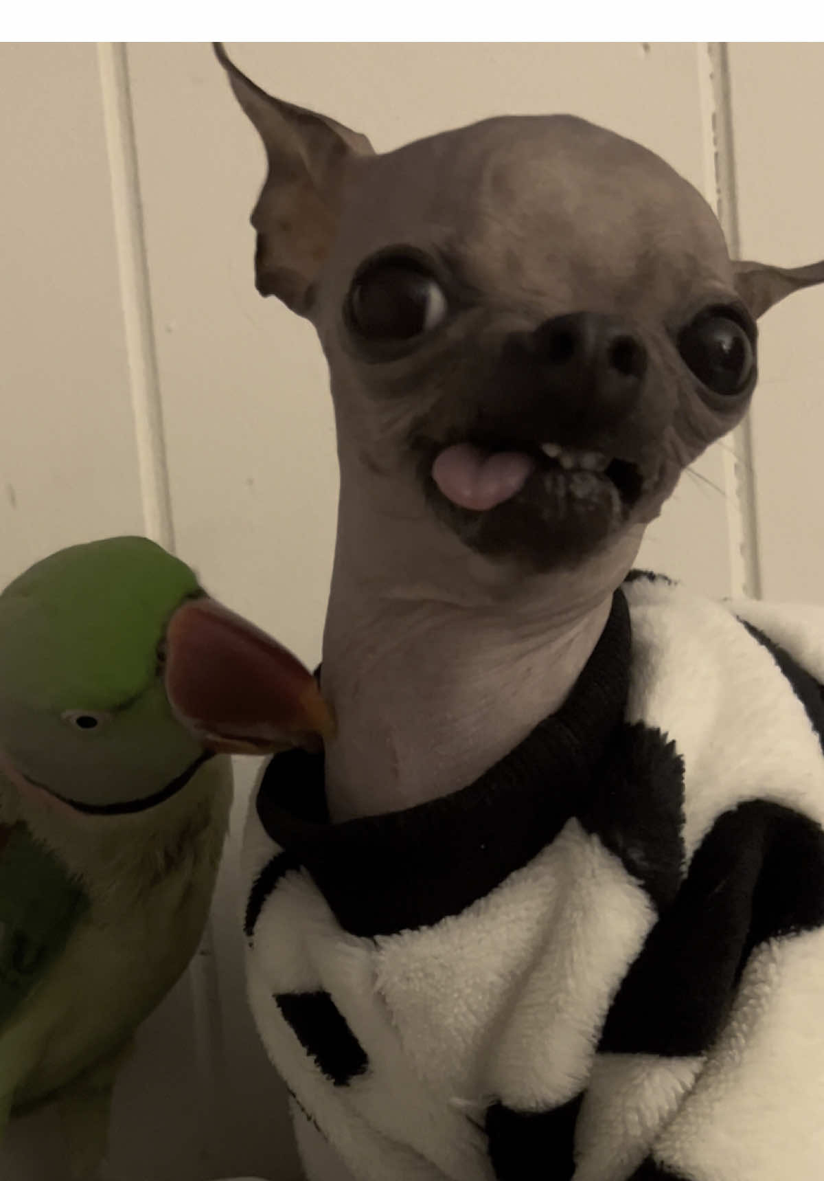 Let me love u💕 #besties #parrotsoftiktok #hairless #chihuahua #emogirl 