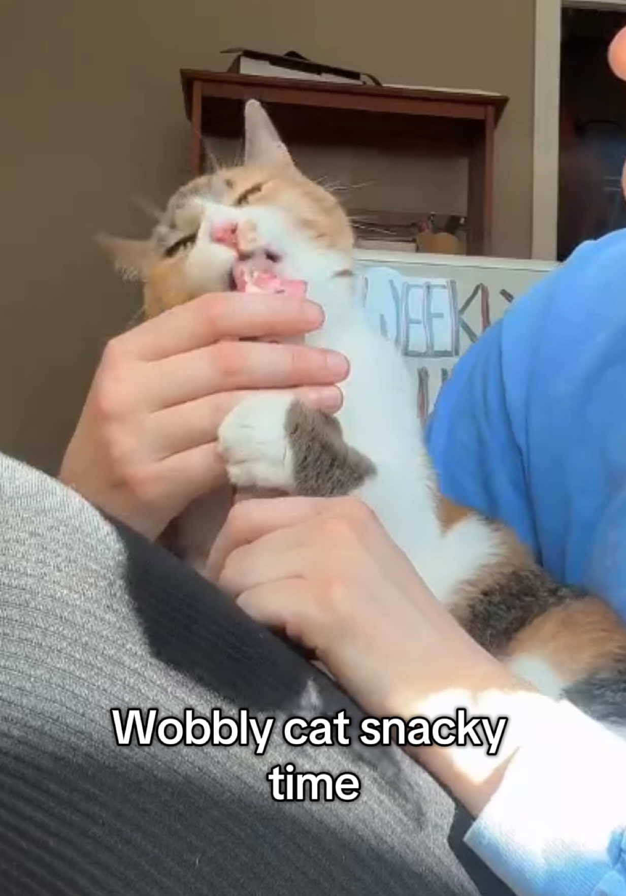 The ASMR you never knew you needed  #wobblycat #cerebellarhypoplasia #chcat #calicocat #calico #catsoftiktok #cattok #cutecat #cat #asmrsounds #asmr #foryoupage #fyp 