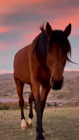 We had the perfect sunset yesterday 🥰 #horsesoftiktok #equestrian #sunset #newzealand 