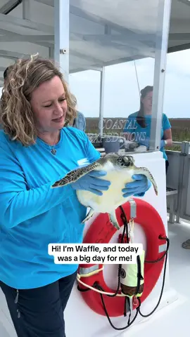The sun came out over Cape Romain National Wildlife Refuge as we released Waffle and Thistle into the protected saltmarsh waters! ☀️ After more than a year of rehabilitating at the Aquarium, tackling severe fungal pneumonia and showing incredible resilience, Waffle was finally ready to return to the big blue. This little green sea turtle was the last of our “breakfast food” sea turtles to be released, making this much-awaited trip even sweeter 💙 While we continue to welcome more and more patients into our care this stranding season, YOU have the chance to play a critical part of our 25th year of saving sick and injured sea turtles. Make a lasting impact in supporting patients like Waffle at https://host.nxt.blackbaud.com/adaptive-donor-form/?formId=9cfb578f-ced0-4fb4-b9a7-6bd301d4887a&envid=p-klDUsqNRjk-Q0_KOHmoBvA&zone=usa 🌎 All sea turtle conservation work is authorized by the SC Department of Natural Resources Marine Turtle Permit No. 2025-0004