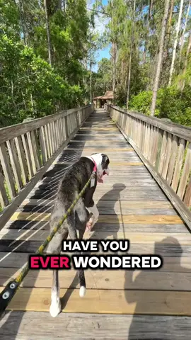 We love @Wuffes Shop for Astro!! 	1.	#BuyNowForDogs 	2.	#DogHealthBoost 	3.	#WuffesWorks 	4.	#DogCareMustHave 	5.	#ShopForDogs 	6.	#PetParentEssentials 	7.	#TikTokShopDeals 	8.	#DogJointSupport 	9.	#HealthyDogHappyLife 	10.	#DogSupplementsThatWork 	11.	#VetRecommended 	12.	#SeniorDogSupport 	13.	#RealResultsForDogs 	14.	#TikTokShopExclusive 	15.	#DogLoversBuyThis 	16.	#DogSupplementSale 	17.	#BoostYourDogsHealth 	18.	#PetCareThatSells 	19.	#HotOnTikTokShop 	20.	#TreatYourDogRight