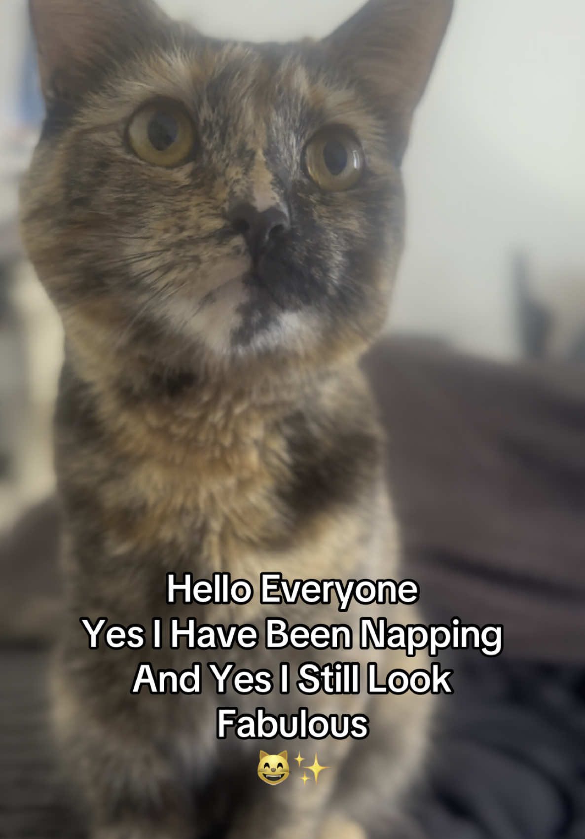 Still Fabulous As Always 😸✨ #catsoftiktok #catlover #cattok #PetsOfTikTok #familycat #cats #fyp #catlovers #catpost #foryoupagе 