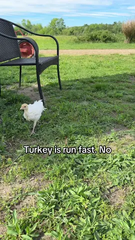 #No #turkie 