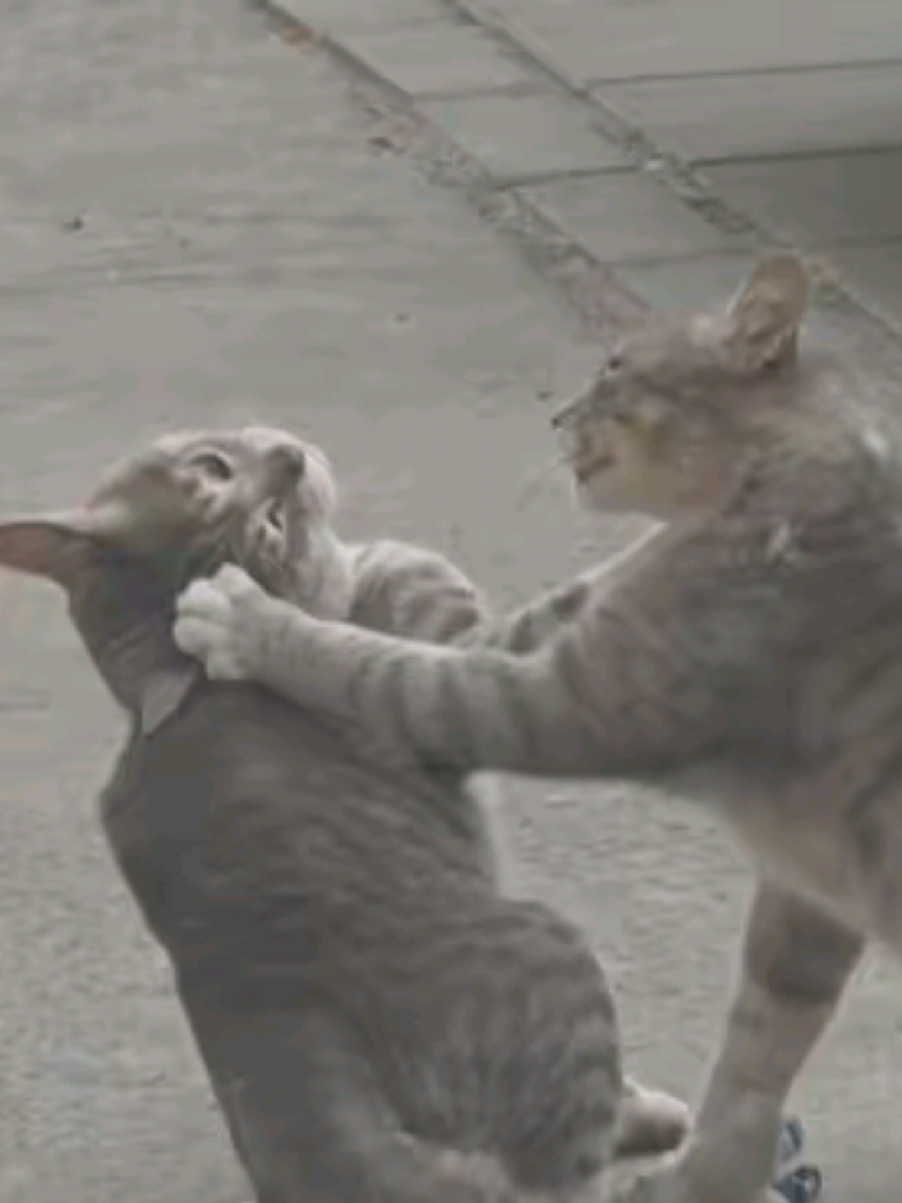 #sueltame #michis #peleas #peleasdegatos #foryoupage #tik_tok #michistiktok #fypシ゚ #videosviral #para #foryoupage❤️❤️ #for #cattiktok #sueltame #sueltameytesuelto😂 #viraltv #viraltodoelmundo #chile #santiagodechile #gat #michi #michistiktok #catlover #gatitostiktok #gatitos #peleas #peleasdepareja💕 #muyviral #tiktoklandia #viralditiktok #trendingvideo #trendin #gatosgraciosos #humor #humorgatos #f #fyp #humor #fypシ゚ 