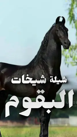 #شيلة شيخات البقوم  #استديو_افنان_لتنفيذ_ #الشيلات_والزفات_ #والقصائد_الشعريه_ #لجميع_المناسبات_ #شيلات_عريس_ #شيلات_عروس_ #شيلات_ترحيب_بالضيوف_ #شيلات_مدح_حماسيه_ #شيلات_مهنا_العتيبي_ #شيلات_بندر_الذرفي_ #شيلات_ملكه_حماسيه_ #شيلات_عقد_قران_ #شيلات_مولوده_ #شيلات_مولود_ #شيلات_عز_السعود_ #شيلات_فهاد_العلي_ #شيلات_سعد_محسن_ #شيلات_هاني_الذيابي_ #استديو_افنان_لتنفيذ_الشيلات_ #شيلات_تخرج_مهندس_ #شيلات_خروج_من_السجن_ #شيلات_تخرج_بنات_ #شيلات_تخرج_ولد_ #شيلات_تخرج_ملازم_ #شيلات_تخرج_محامي_ #شيلات_تخرج_محاميه_ #استديو_انغام_الفن_ #شيلات_2025_ #شيلات_رقص_ #شيلات_تقاعد_ #شيلات_فواز_العنزي_ #شيلات_قايد_الوبيري_ #شيلات_احمد_الرجعان_#استديو_افنان_لتنفيذ_ #الشيلات_والزفات_ #والقصائد_الشعريه_ #لجميع_المناسبات_ #شيلات_عريس_ #شيلات_عروس_ #شيلات_ترحيب_بالضيوف_ #شيلات_مدح_حماسيه_ #شيلات_مهنا_العتيبي_ #شيلات_بندر_الذرفي_ #شيلات_ملكه_حماسيه_ #شيلات_عقد_قران_ #شيلات_مولوده_ #شيلات_مولود_ #شيلات_عز_السعود_ #شيلات_فهاد_العلي_ #شيلات_سعد_محسن_ #شيلات_هاني_الذيابي_ #استديو_افنان_لتنفيذ_الشيلات_ #شيلات_تخرج_مهندس_ #شيلات_خروج_من_السجن_ #شيلات_تخرج_بنات_ #شيلات_تخرج_ولد_ #شيلات_تخرج_ملازم_ #شيلات_تخرج_محامي_ #شيلات_تخرج_محاميه_ #استديو_انغام_الفن_ #شيلات_2025_ #شيلات_رقص_ #شيلات_تقاعد_ #شيلات_فواز_العنزي_ #شيلات_قايد_الوبيري_ #شيلات_احمد_الرجعان_ 