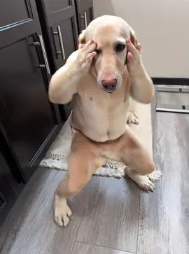 These are so ugly. I can’t 😭 #dancingai #ai #dancingdog #trending