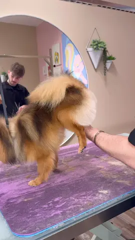 She throwing it back #doggrooming #dogsbylogan #pov 