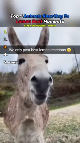 Nah they did num 1 dirty #fypageシ #viralvideo #viralvideos #usa🇺🇸 #unitedstates #animals #pets #funny 