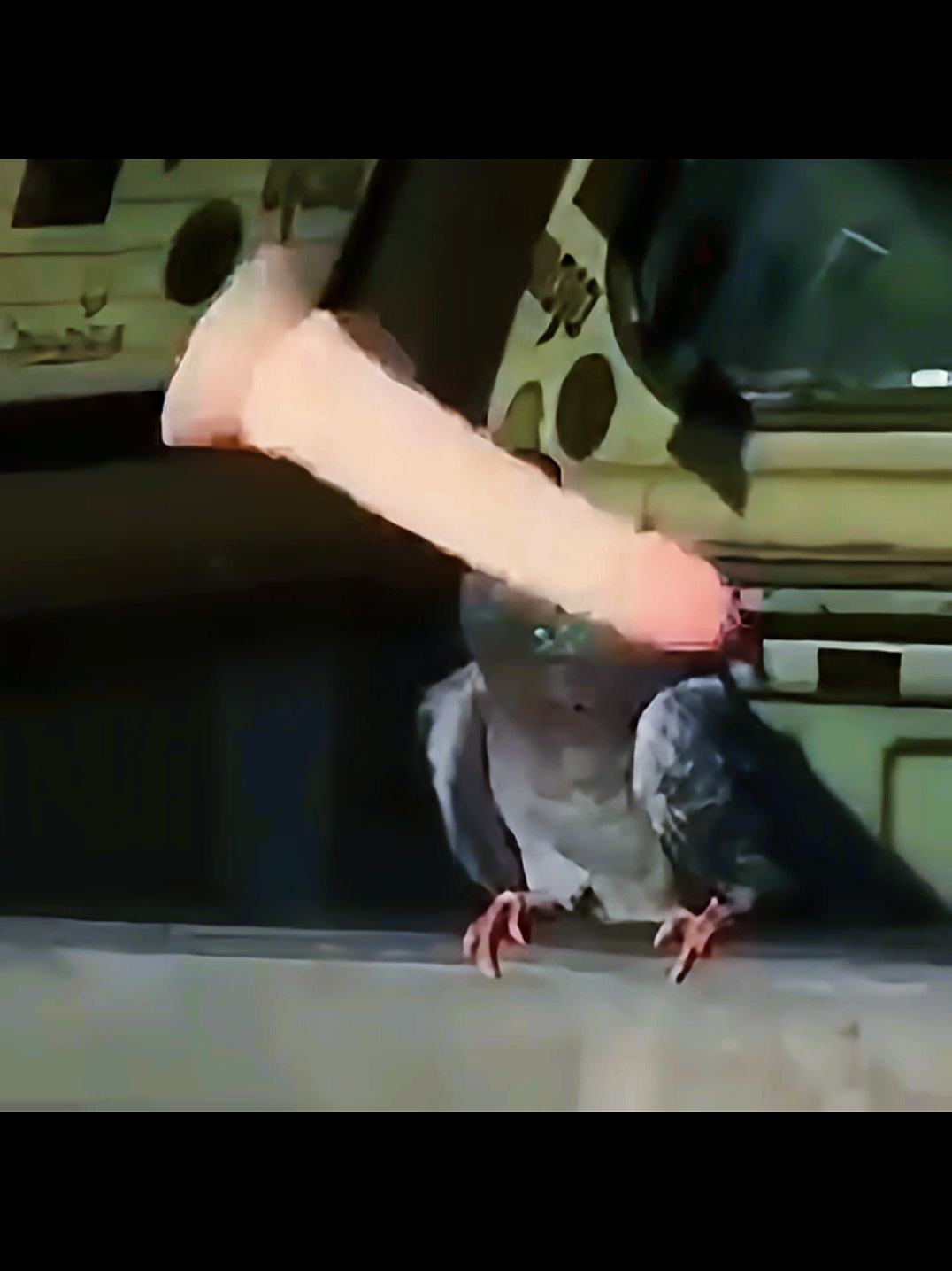 Técnicamente todo bien pero como que algo no cuadra.. #humor #humortiktok #quierencallarse #viral #viralvideos #palomas #pichon #bobesponja 