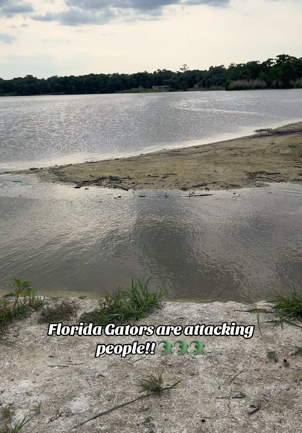 Don’t swim or canoe! #floridaiscrazy #alligatorattack #lakekissimmee #gatorattack #floridawildlife