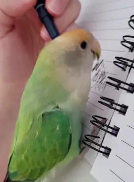 Parrots are the best students 🦜#foryou #fypシ #funnyvideo #usa🇺🇸 #bird #parrot #parrotsoftiktok 