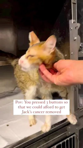 #Repost  🌷 We need donations 🌷 Hi lovely people 🪷 As you know, Jack has been dealing with multiple health issues. When we first found him in the streets, he had one eye and one testicle 🥹 Whoever did this was surely an incapable doctor… We took him to our pet to sterilize him at first but over time we realized that he has cancer.  Unluckily he went through 5 different surgeries and got his eye and nose cancer removed. These surgeries cost a lot so we are looking for some donations 🙏🏻🌈 Even 5€ is important when it comes to gather the needed amount, together we can alter Jack’s life 🐈‍⬛💘 He’s staying at vet. He is cancer free now but still needs special care 🥺 To donate, you can use the link in our bio but please do not forget to write Jack, we are truly grateful for you 🪷 Thank you so much for taking time to read this 🍒 Plenty of love 💕 #catlover #catrescue #fipwarriors #fipcat #animallovers #animalrescue #kittenlovers #kitten #kittenrescue #straykitten #straycat #straycatrescue #animals #helpanimals #help #helpothers #helpme #helpcats #helpkittens