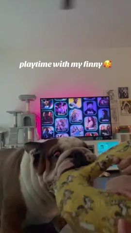 My sweet baby. Everyone asks how he’s doing, he’s doing good- spunky, playful, & helping me cope 🥰 we’re just healing together #englishbulldog 