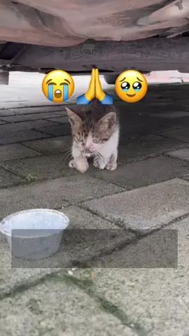 Poorbaby 😭😭😭#help #poorcat #fyp #💔💔 #puppy 