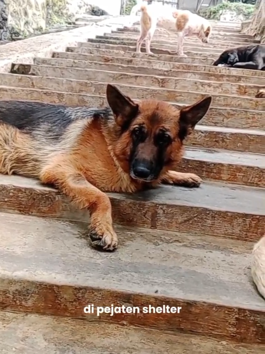 Satu langkah kecilmu, kehidupan baru bagi mereka🥺 #pejatenshelter #fyp 
