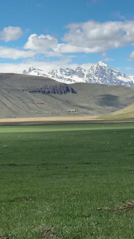 Who’s surprised?!? #bison #grandtetons #grandtetonnationalpark #springtime #greengrass #snowcappedmountains #yellowstonenationalpark #gtnp #jacksonhole #touristseason 