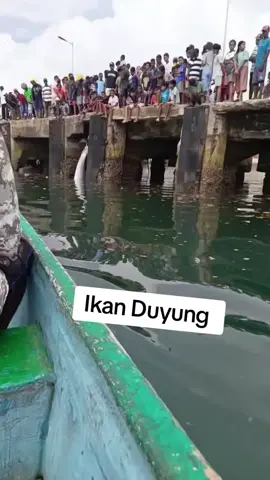 Ditemukannya Ikan Duyung #IkanDuyung #Maluku