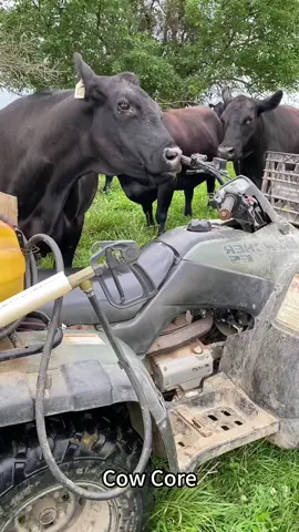 Cow Core #core #funny #funnyvideos #foryour #fyp #funnyanimals #cow #foryoupage 